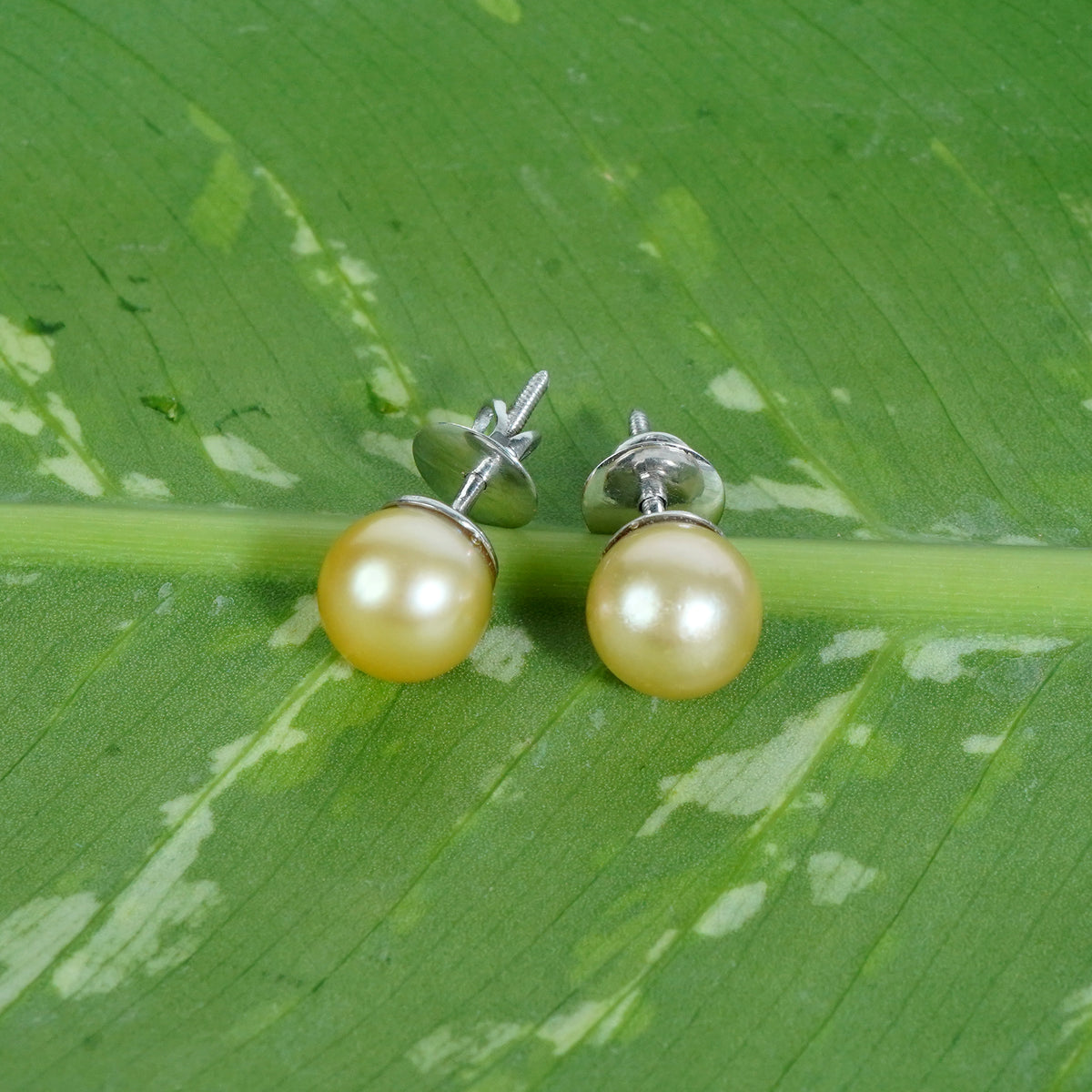 Australian South Sea Pearls - Rarest Pearls in The World